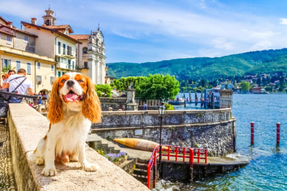 Hund am Lago_Maggiore