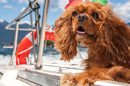 Hund auf dem Lago Maggiore