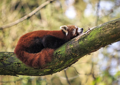 Tierpark Torbiera