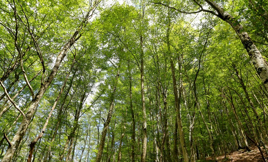 Wälder von Sant Antonio und San Michele
