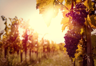 Weinberg im Sonnenschein