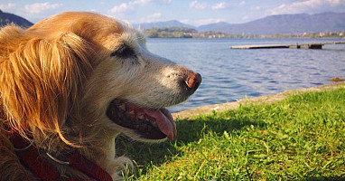 Hundestrände am Lago Maggiore