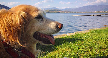 Hundestrände am Lago Maggiore