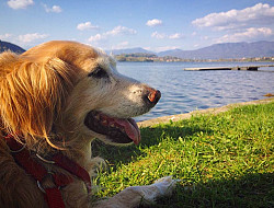 Hundestrände am Lago Maggiore