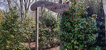 Labirinto delle Camellie (Kamelien-Labyrinth)