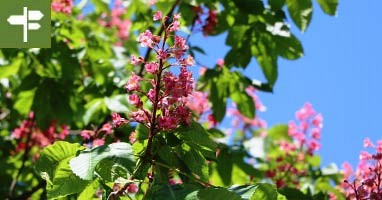 Kastanien Rundweg (Anello delle castagne)