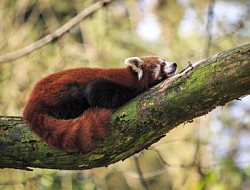 Zoos am Lago Maggiore