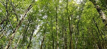 Wälder von Sant Antonio und San Michele