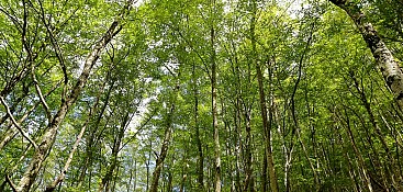 Wälder von Sant Antonio und San Michele