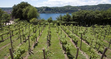 Wein vom Lago Maggiore