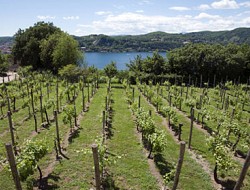 Wein vom Lago Maggiore